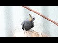 【動物園の鳥】上野動物園　ueno zoo ボウシゲラ（Ｈ29.10.12）