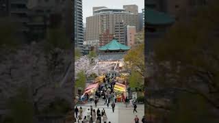 《22.03.29》🌸Full bloomed Cherry Blossoms in Ueno Park.