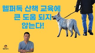 산책 때 짖는 강아지 교육에 헬퍼독 (도우미견) 활용 효과 있을까?