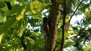 19 minutes of - sounds of 17 Year Brood X Cicadas 2021 in the wild