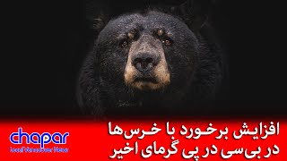 #چاپار - افزایش برخورد با خرس‌ها در بی‌سی در پی گرمای اخیر