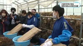 ２月２３日　ヤマトトウキ湯もみ作業