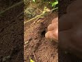 The best trick to attack giant cricket in deep hole with 300 ants is so cool