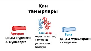 Қан тамыры түрлері (артерия, вена, капилляр)