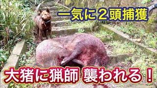 【夜景スポットで超有名】イノシシに襲われるも、猟犬の活躍で一気に大猪２頭を駆除！