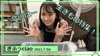 ぎふっciao！　岐阜市に生息する貴重な生き物を知っciao！【岐阜市】