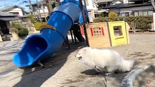 【サモエド犬】公園で大暴走🐶