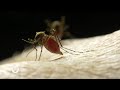 Healthy Living: New Innovations and Vaccines for Malaria Treatment