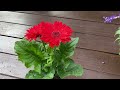 stunning new plants gerbera and salvias must have plants for every household