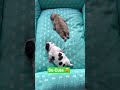 French Bulldog Puppies Are So Cute 😩 | Funny Cute French Bulldog Puppy 🥺🐶 #shorts #dog #cute