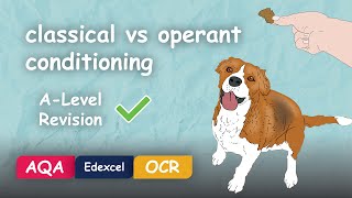 Classical and Operant Conditioning (similarities & differences) #Alevel #Psychology #Revision