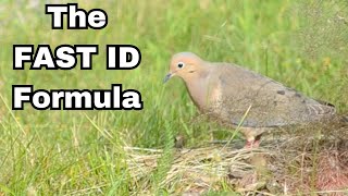 Bird Identification Mastery (The Easy Way)