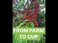 FROM FARM TO CUP | Coffee Beans | AN COFFEE BEAN™