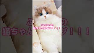 ふわふわ猫ちゃんバッグ登場！猫好きさんにピッタリ♪ #猫好き #バッグ #可愛い