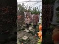 transfer of fruit trees fruitsfarm fieldfruitfarm fruitlife trump funny