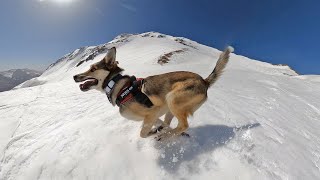 Spring ski-touring skiing above Col du Lautaret with the Ullr the Snow dog filmed with GoPro Max 360