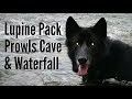 Lupine Pack Prowls Cave And Waterfall