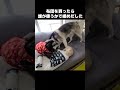 布団を買ったら誰が使うかで揉めだした猫と犬達...笑 shots