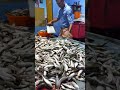 sardine fish ചാള today fisherman shorts