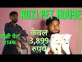 konnagar dog market |konnagar pet market |rozi pet house|german shepherd |german spitz |labrador