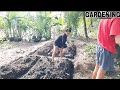 GARDENING IDEAS/PLANTING/IDEAS/RURAL LIFE/FARM/PROBINSYANA LIFE/FARM