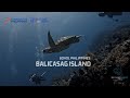 Barracudas and Turtles of Balicasag Island Bohol