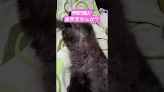 【へそ天】爆睡する猫🤣#ねこのいる暮らし #ねこ動画 #ねこ好き #へそ天#無防備