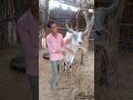 cow beautiful gaumata trending viral funny shorts ytshorts shortfeed youtubeshorts cow hindu