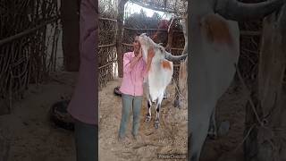 cow beautiful #gaumata #trending #viral #funny #shorts #ytshorts #shortfeed #youtubeshorts#cow#hindu