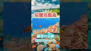 【座間味の無人島②】安慶名敷島-ここはマジでヤバい。珊瑚礁と熱帯魚のパラダイス🪸気分はアリエル #座間味島 #沖縄旅行 #座間味 #ケラマブルー #慶良間諸島