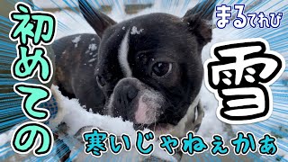 初めての雪!! 食べる 暴れる 寒がる犬です【Boston Terrier まる】