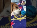 【短い足犬】短い足を集中して指摘するとビーグル犬はこうなりました