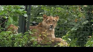 独り寂しそうな顔でこちらを見つめているララちゃん　ライオン🐯いしかわ動物園　　A lion staring at me🐯#動物 #かわいい　#旭山動物園#とべ動物園 　#イオちゃん