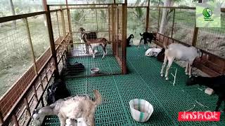 சிறிய அளவிலான ஆட்டுப்பண்ணை /small goat farm