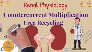 Countercurrent Multiplier/Multiplication/Urea Recycling|physiology|mechanism,USMLE|COMLEX|NCLEX