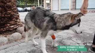 CAPÍTULO 46. MI PERRO SE HA ROTO UNA PATA. Fractura de un Husky.