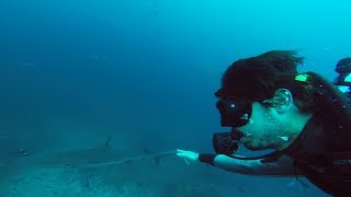 Buceo en Islas Galápagos con TIBURÓN MARTILLO en Gordons Rock