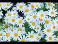 2000 Daisy Flower Moving Animation Zoom Effect🌼🌼🌼🌼🌼