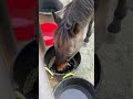 horses enjoying their self serve water buffet