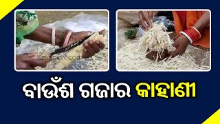 Reporter Special: Value Of Bamboo Spourting (Karadi) In Umerkote Of Nabrangpur || KalingaTV