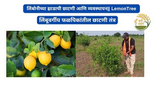 लिंबोनीच्या झाडाची छाटणी आणि व्यवस्थापन| | Lemon Tree Cutting | Nibu Bagechi cutting kashi karavi