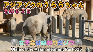 アジアゾウのうららちゃん（６２５）🐘女子会は終わりだゾウ🐘（東山動植物園）Ulala of the Asian elephant Part 625