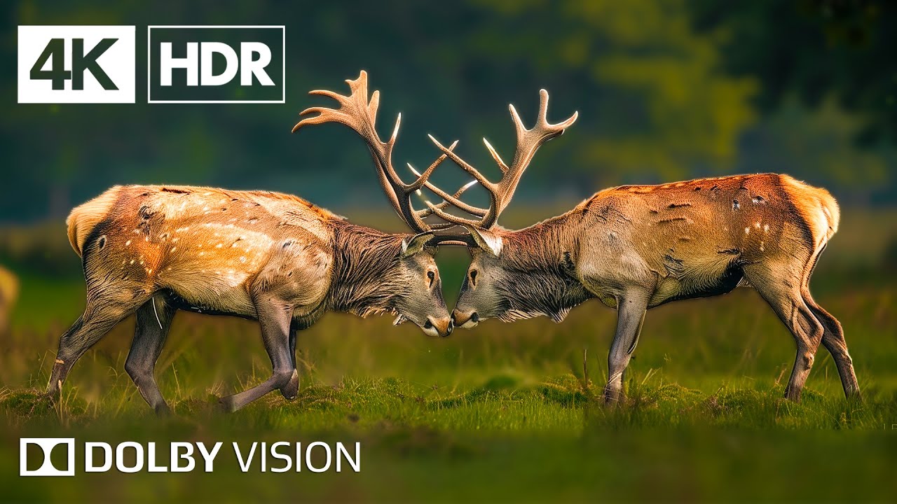 World 4K - Scenic Wildlife Film With Piano Calming Music, Study ...