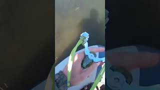 рыбалка на сазана с рогаткой. (slingshot fishing)