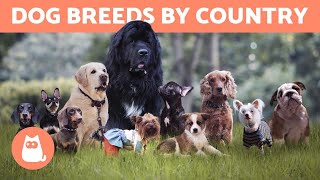 10 NATIONAL DOG BREEDS by COUNTRY 🐶🌏