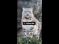 snow leopard 🥰 equals the longest jump animal kingdom🥰 shorts