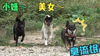 美女田园犬来基地做客，单身男狗们心花怒放，跃跃欲试！