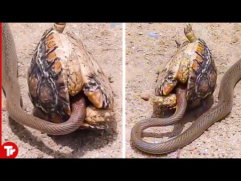 Do box turtles kill snakes?