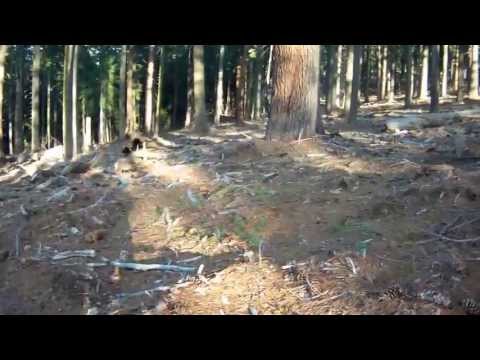How to find morel mushrooms in California. How to find morel mushrooms in California.