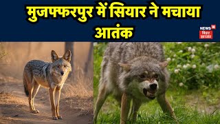 Jackal News : Muzaffarpur में सियार ने मचाया आतंक | Bihar News | Nitish Kumar | Top News